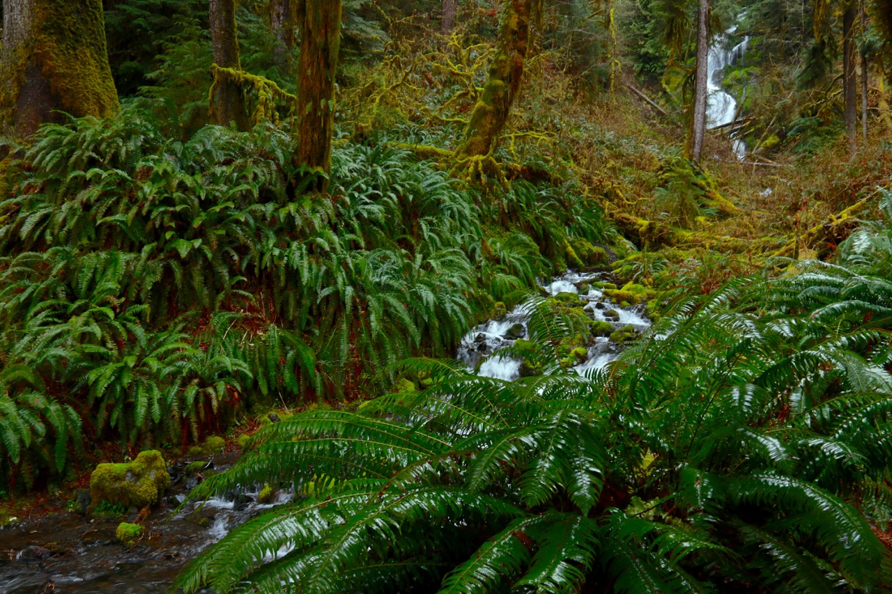 The Changing Climate Around America’s Rainforest - THE OUTDOOR SOCIETY