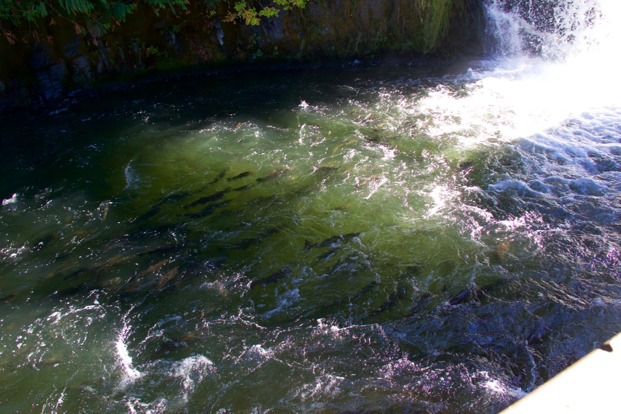 Salmon Watching at Tumwater Falls Park THE OUTDOOR SOCIETY