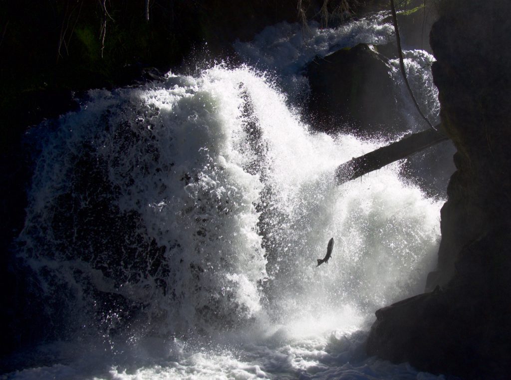 Salmon Watching at Tumwater Falls Park THE OUTDOOR SOCIETY