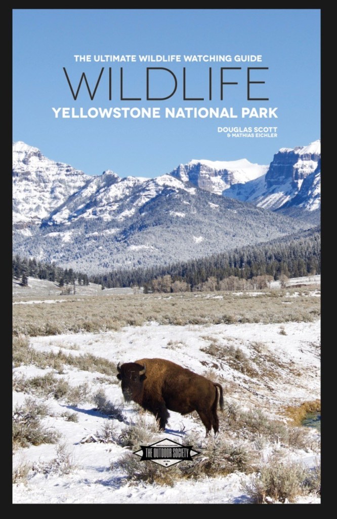 Grizzly Bears Are Now Active In Yellowstone National Park THE   Screenshot 2018 08 23 15.46.47 