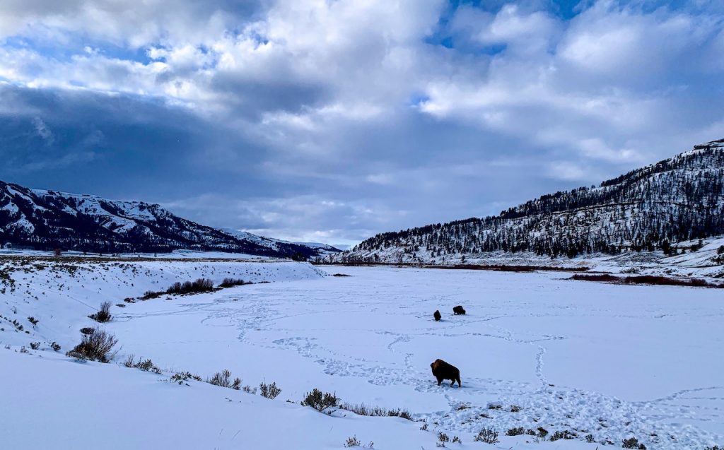 Bison in Lamar Valley, Yellowstone National Park