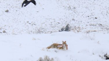 Wildlife Watching and Slough Creek Snowshoe